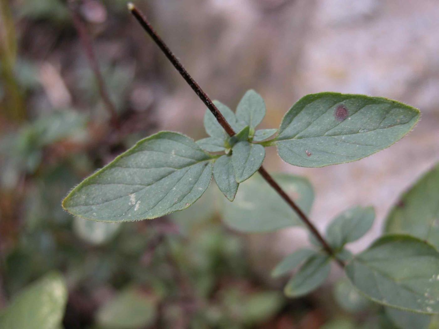 Marjoram leaf